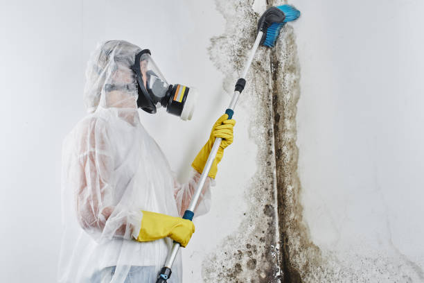 Professional Mold Removal & Remediation in Murray, UT